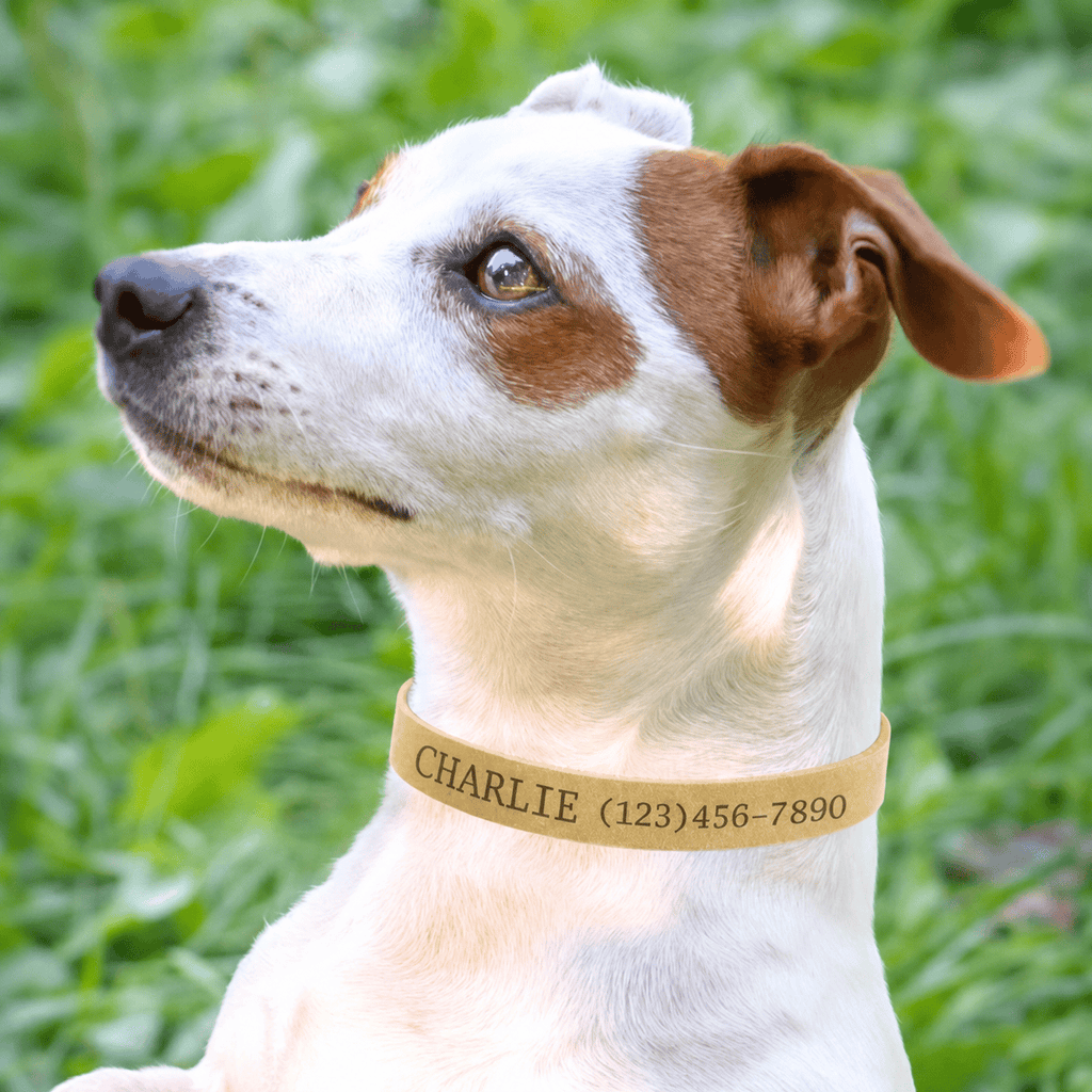 Personalized Genuine Leather Pet ID Collar